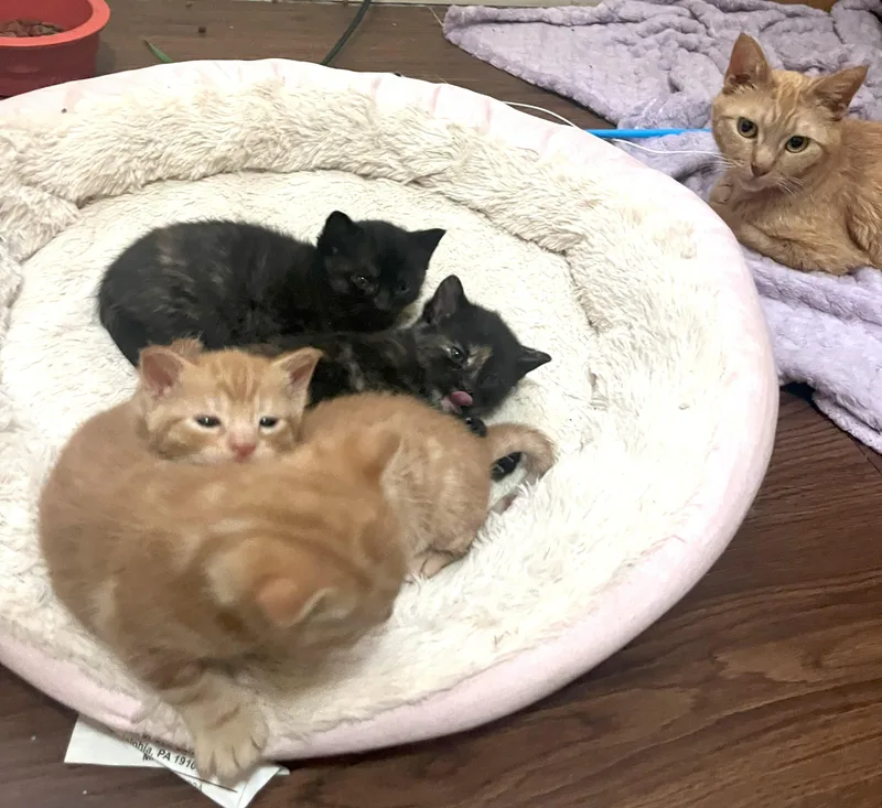 Mandarina thumbnail 3