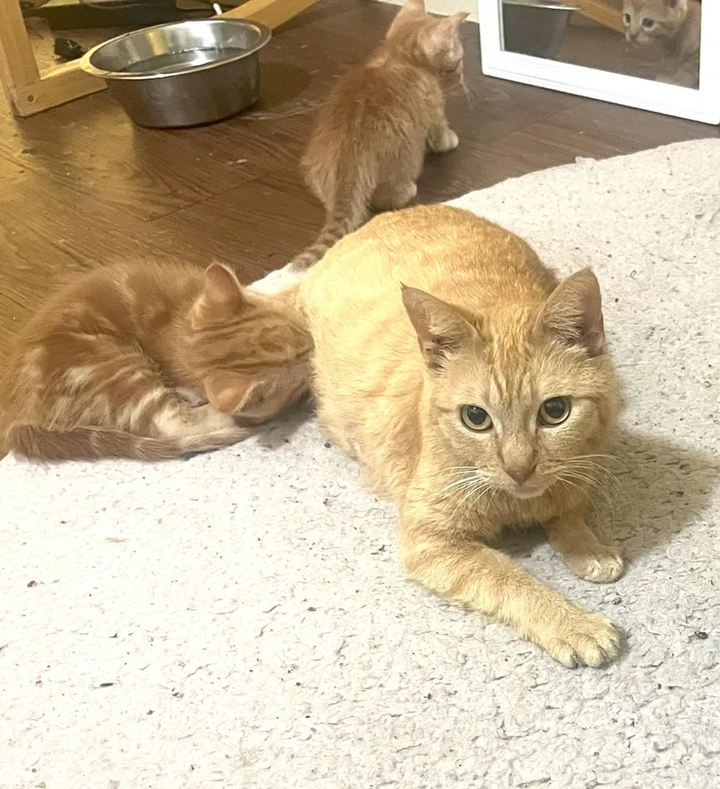 Mandarina thumbnail 4