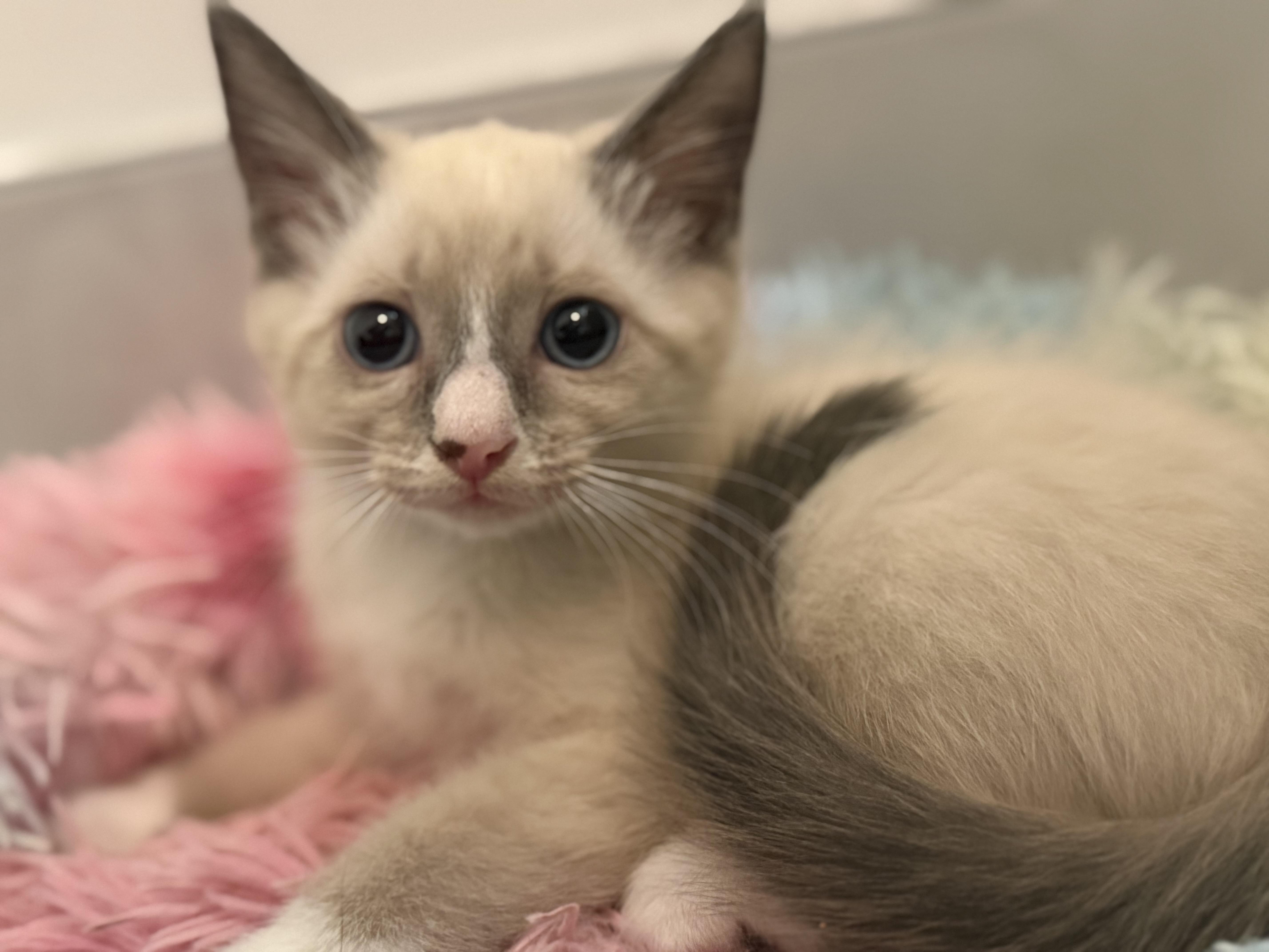 A baby medium-sized male Blue Point Siamese cat named Three Amigos for adoption in Miami, FL