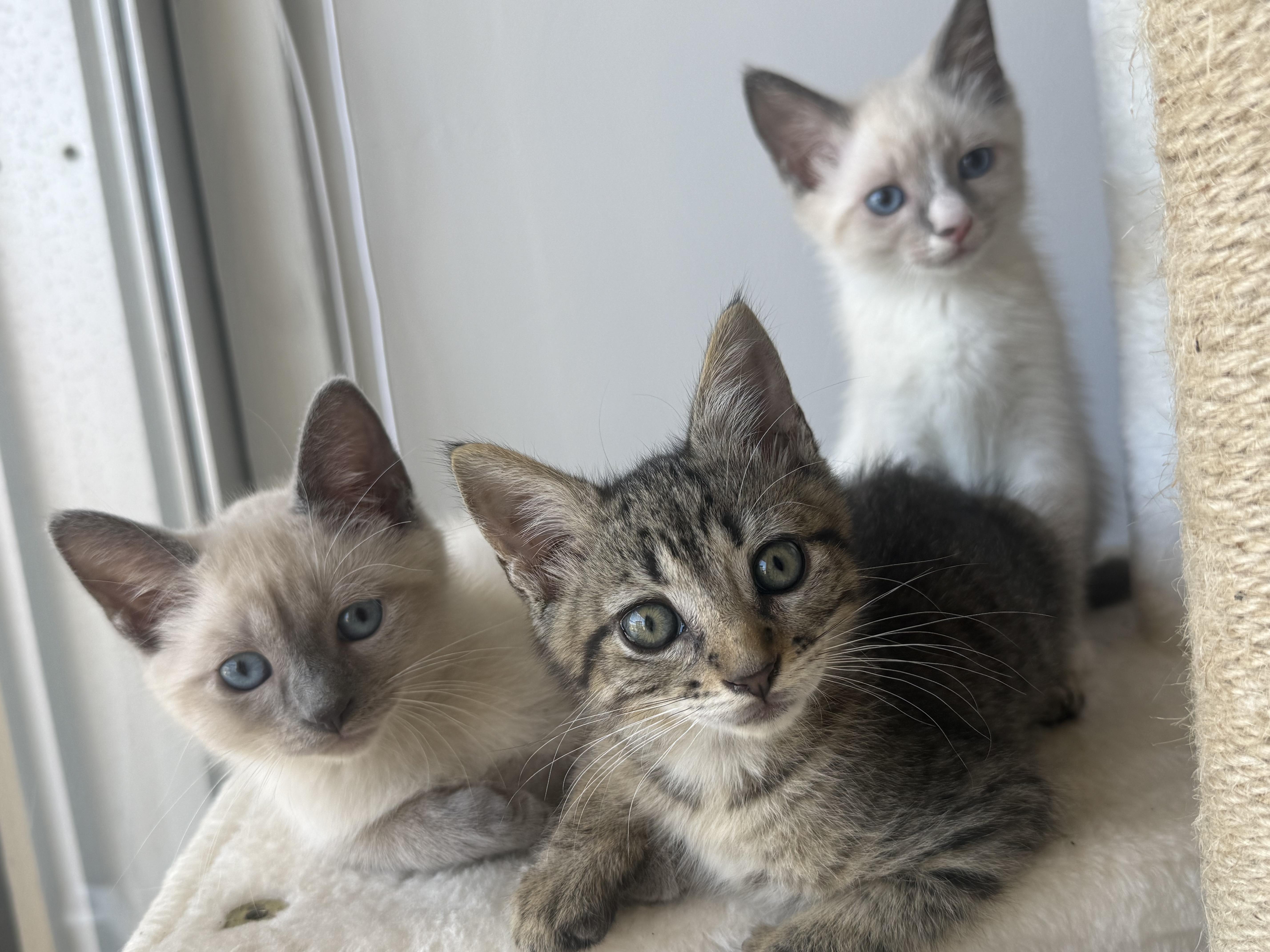 Three Amigos thumbnail 4