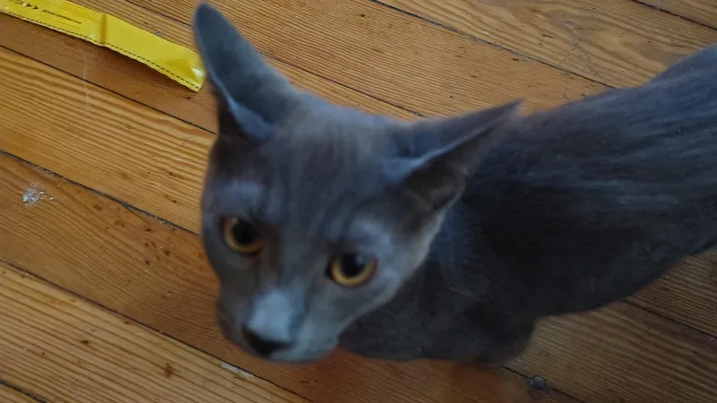 A baby medium-sized male Domestic Short Hair cat named Dr. Doom for adoption in Mayfield, NY
