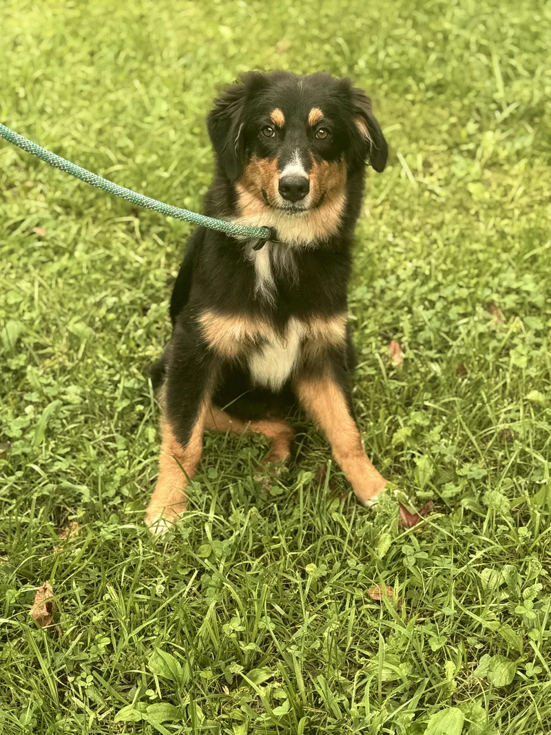 A young large-sized male Tricolor (Brown, Black, & White) Australian Shepherd dog named Luca Transport for adoption in Gradyville, KY