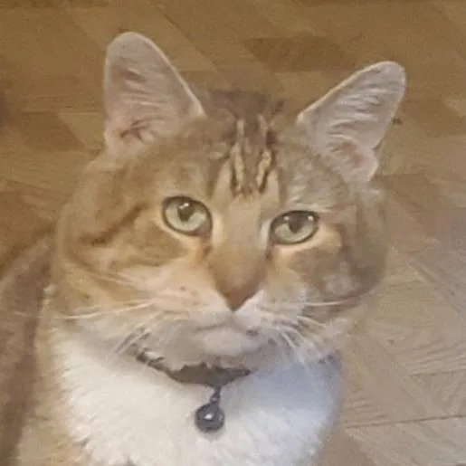 A senior medium-sized male Domestic Short Hair cat named Rambo for adoption in Chicago, IL