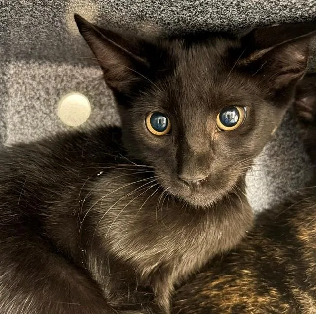 A baby small-sized male Domestic Short Hair cat named Curly for adoption in Naples, FL