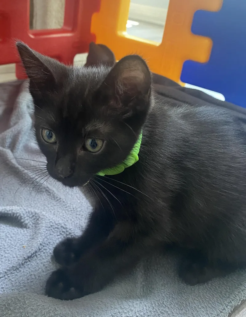 A baby small-sized male Black Domestic Short Hair cat named Mash for adoption in Bryan, TX