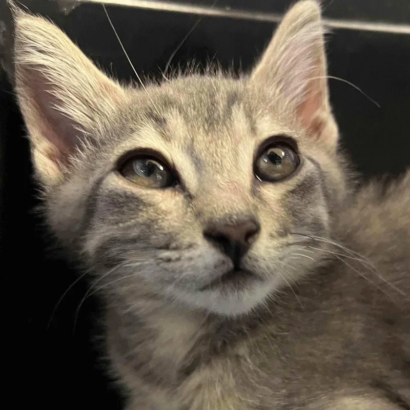 A baby small-sized male Domestic Short Hair cat named Toro for adoption in Oakland, CA