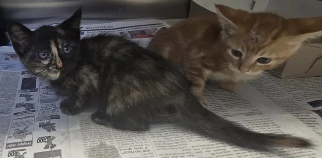 A baby medium-sized female Domestic Short Hair cat named Cleocatra for adoption in Lancaster, CA