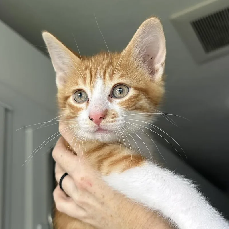 A baby small-sized male Orange / Red Domestic Short Hair cat named Sherbet for adoption in St. Louis, MO