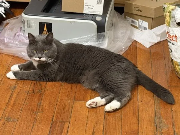 An adult medium-sized female Domestic Short Hair cat named Lucy for adoption in Staten Island, NY