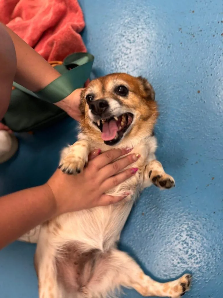 An adult small-sized female Corgi dog named Maddie for adoption in Muskegon, MI