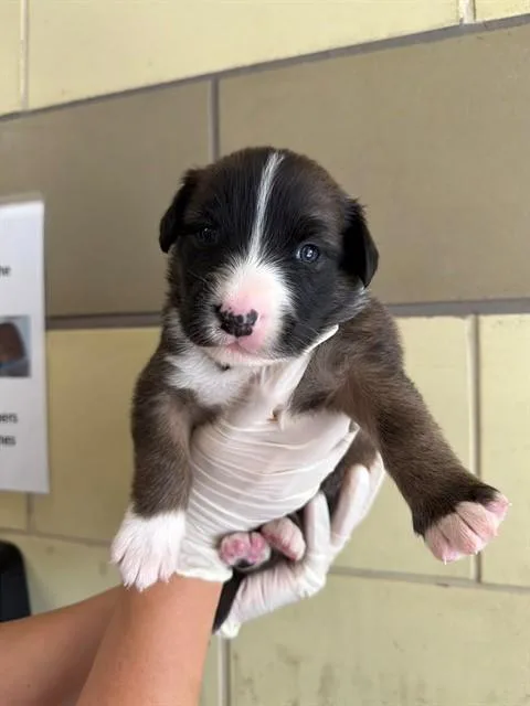 An adult small-sized male Pit Bull Terrier dog named Flick for adoption in Riverside, CA
