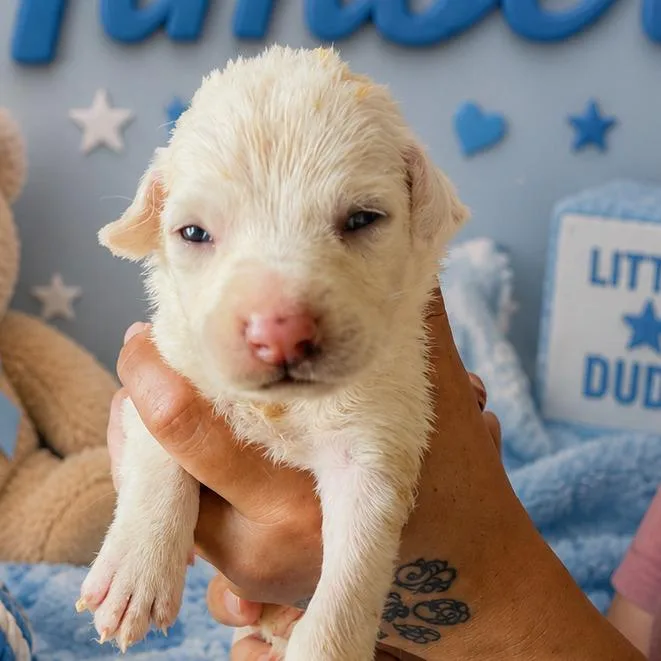 A baby large-sized male White / Cream Coonhound dog named Timber for adoption in Columbia Station, OH