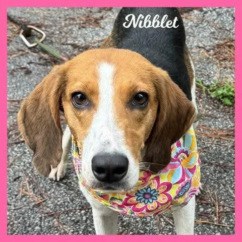 Nibblet