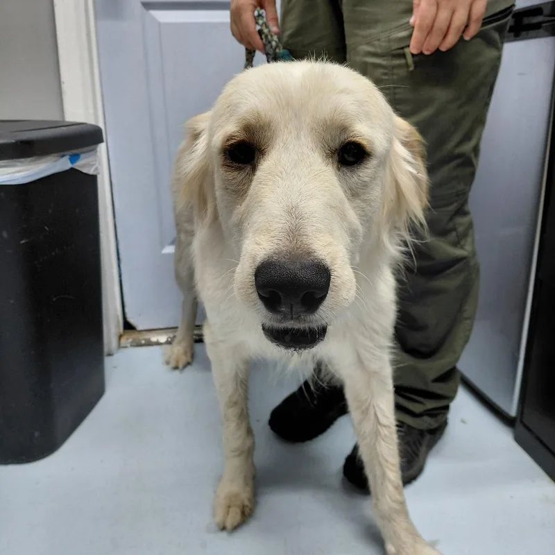A young large-sized female White / Cream Great Pyrenees dog named Rockies for adoption in Springtown, TX