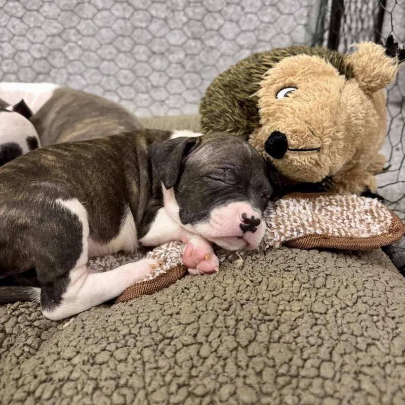 A baby medium-sized male Brown / Chocolate Pit Bull Terrier dog named Oxford for adoption in Durham, NC
