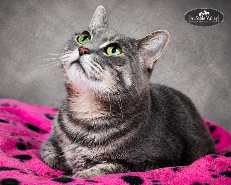 A senior medium-sized female Tabby (Gray / Blue / Silver) Domestic Short Hair cat named Dusty for adoption in Grayling, MI
