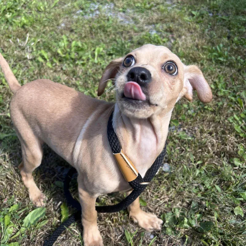 A young small-sized male Chihuahua dog named Popeye for adoption in Howes Cave, NY