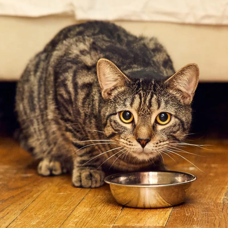An adult medium-sized male Tabby cat named Kiri for adoption in New York, NY