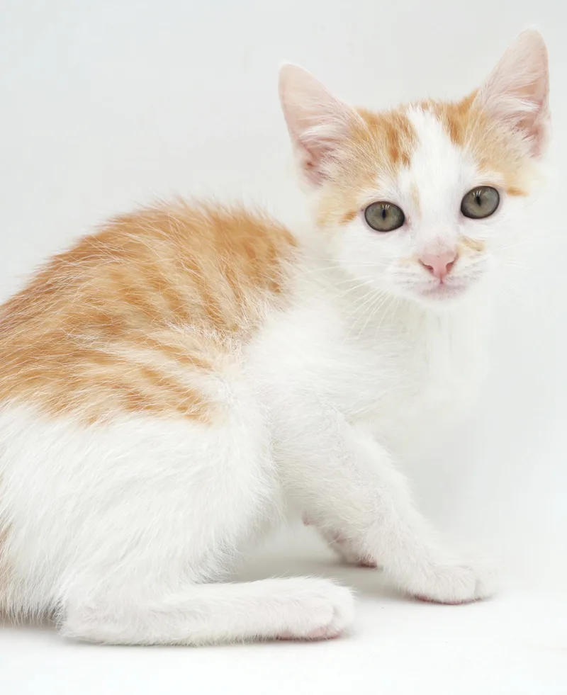 A baby small-sized male White Tabby cat named Chicken Mini is a for adoption in Bedford Hills, NY