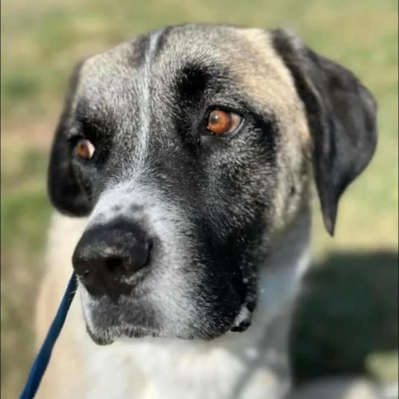 An adult extra large-sized male Tricolor (Brown, Black, & White) Saint Bernard dog named Dakota for adoption in Magnolia, TX