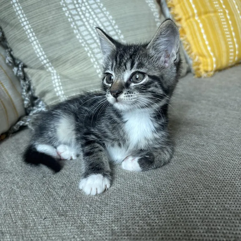 A baby small-sized male Brown / Chocolate Domestic Short Hair cat named Mochi for adoption in Bristol, IN