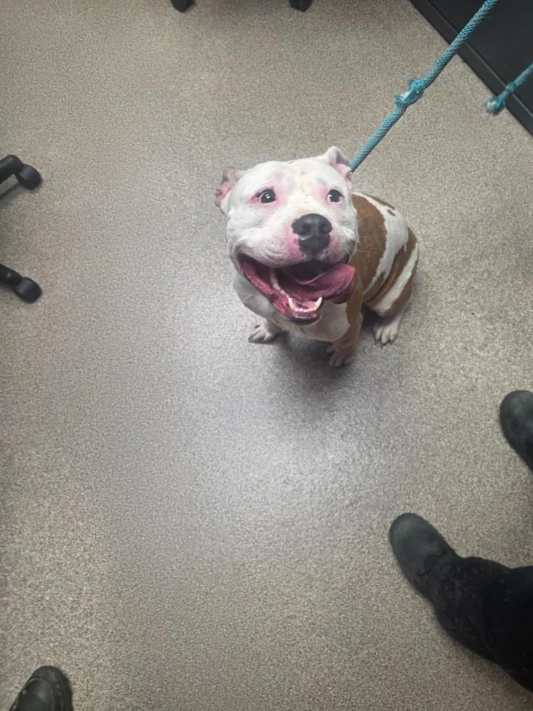 An adult medium-sized female English Bulldog dog named Fiona for adoption in Troy, OH