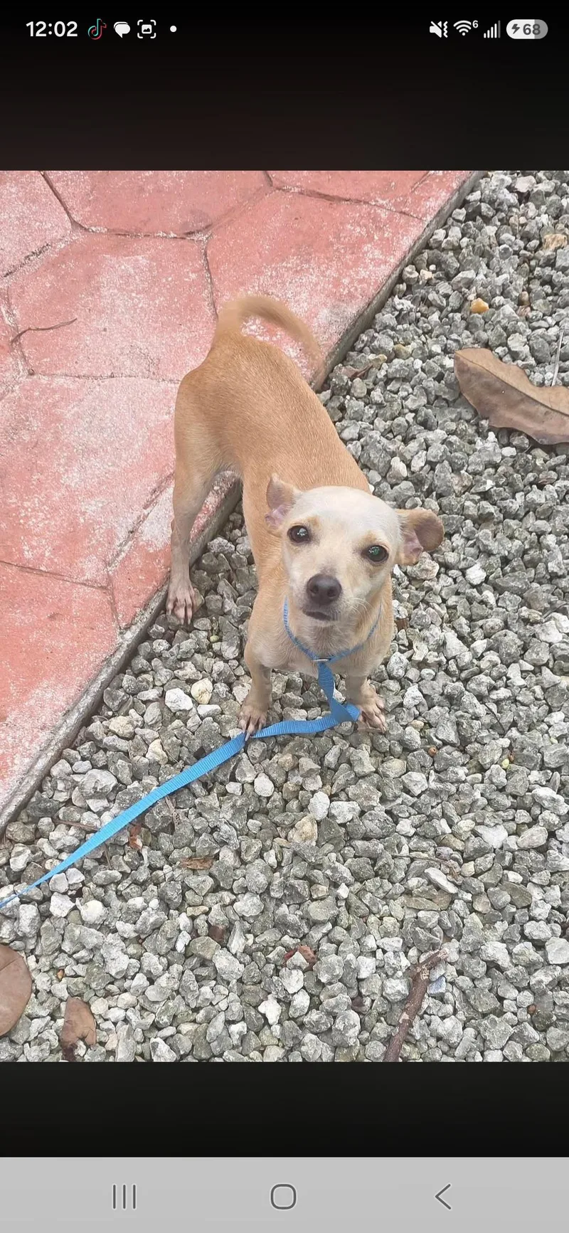 An adult small-sized female Chihuahua dog named Kiwi for adoption in Miami, FL