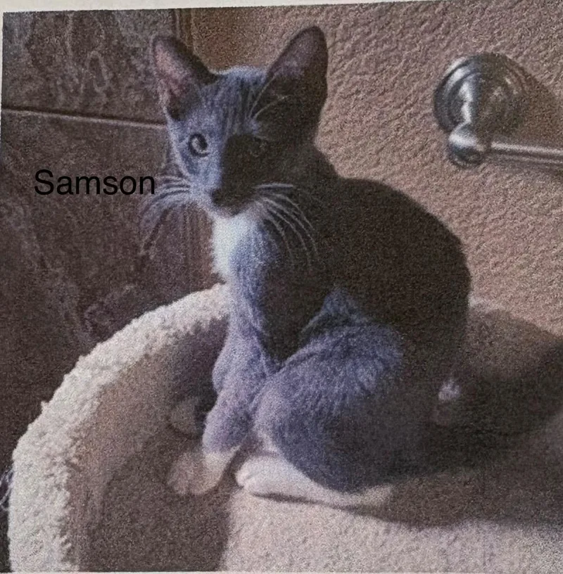A baby medium-sized male Domestic Short Hair cat named Samson for adoption in Heber City, UT