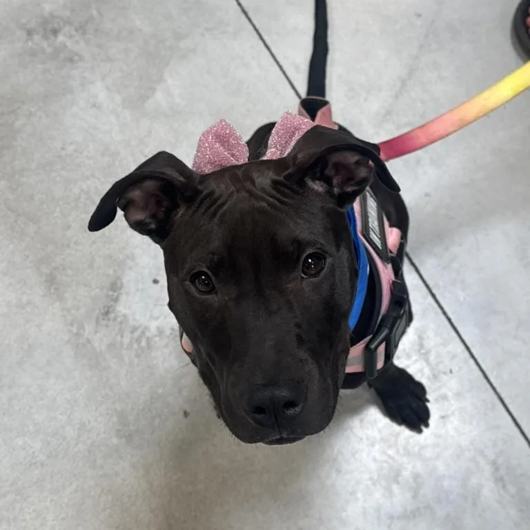 A young medium-sized female Mixed Breed dog named Poe for adoption in Lakeside, CA