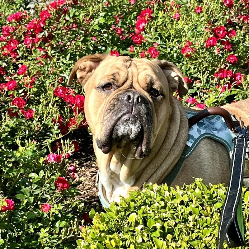 An adult large-sized male Bulldog dog named Leonard for adoption in Seguin, TX