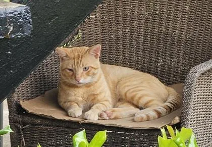A baby small-sized male Domestic Short Hair cat named Truvy for adoption in North Richland Hills, TX