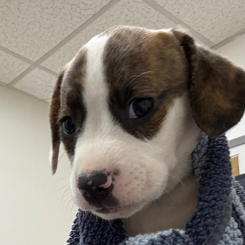 A baby small-sized male Brindle Mixed Breed dog named Jack for adoption in Rockville, MD