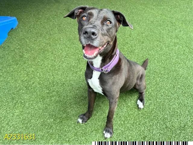An adult medium-sized female Mixed Breed dog named Alexis for adoption in West Palm Beach, FL