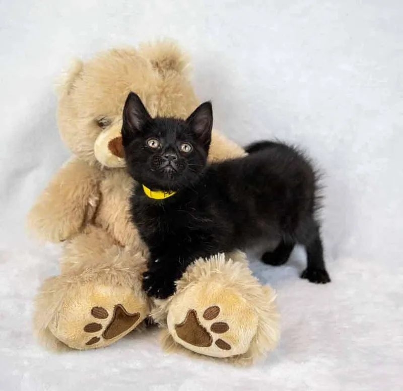 Persephone thumbnail 3