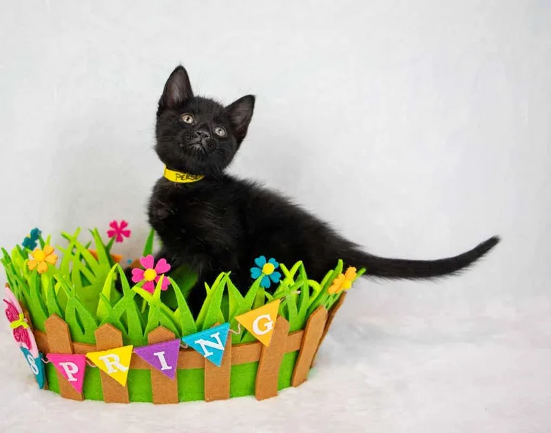 Persephone thumbnail 4