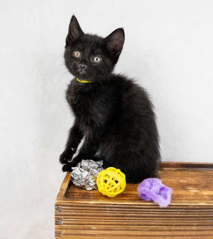 Persephone thumbnail 5