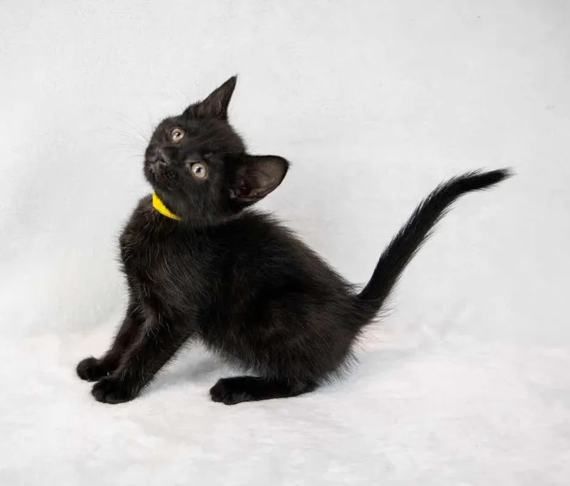 Persephone thumbnail 6