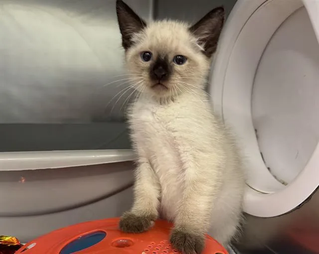 A baby small-sized male Domestic Short Hair cat named Masala for adoption in Palo Alto, CA