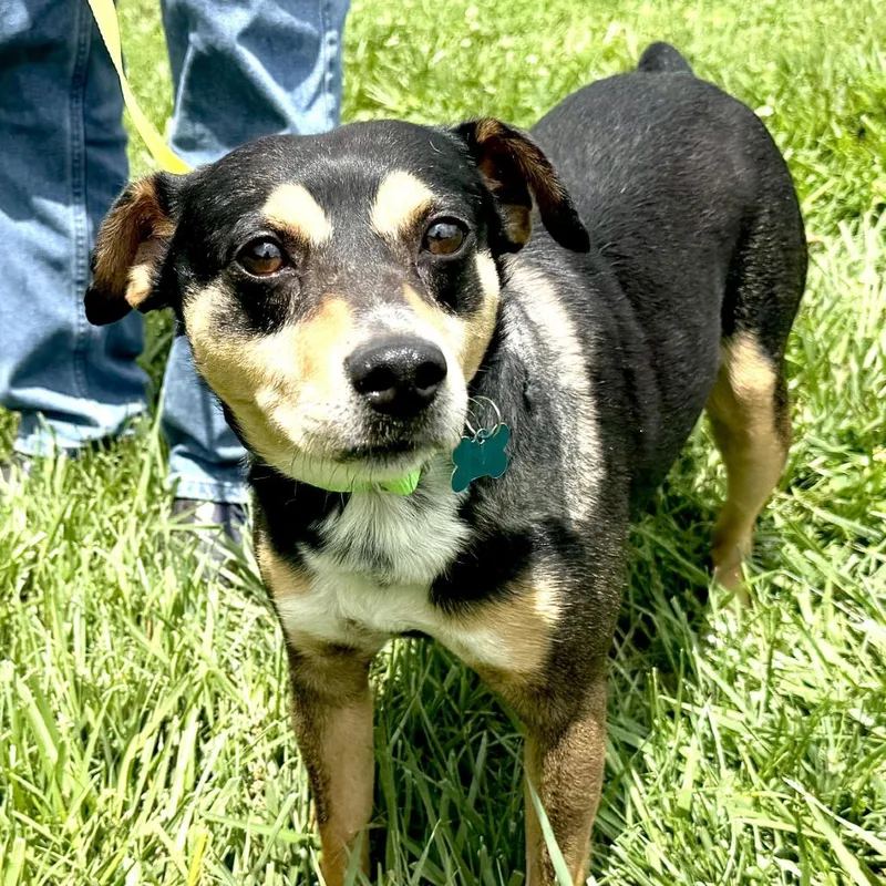 An adult medium-sized male Black Feist dog named Eddie for adoption in Sequatchie, TN