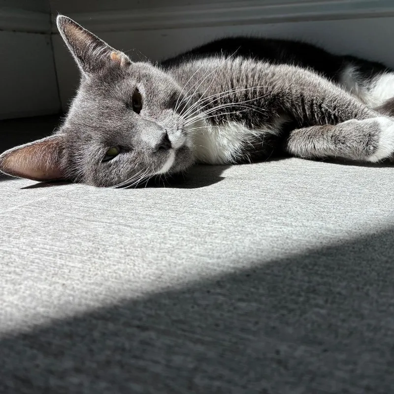 A young medium-sized female Gray / Blue / Silver Domestic Short Hair cat named Alaska for adoption in Harrisonburg, VA