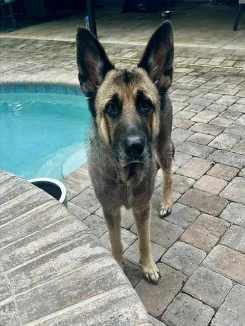 Bailey