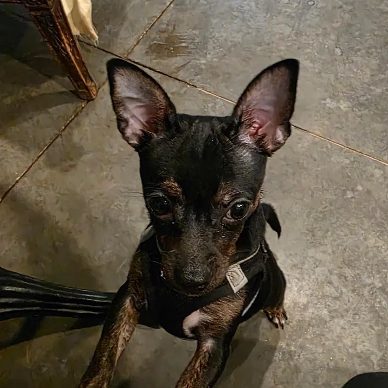 A young small-sized male Black Chihuahua dog named George for adoption in Overland Park, KS