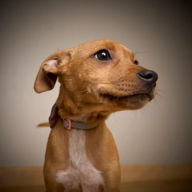 Tipsy Marie D thumbnail 4