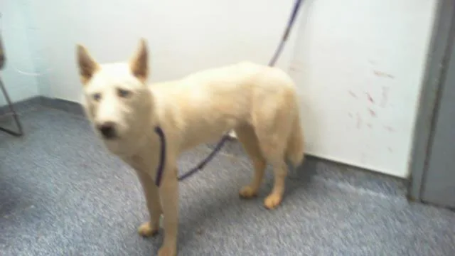A young medium-sized female Siberian Husky dog named Pearl for adoption in Charlotte, NC