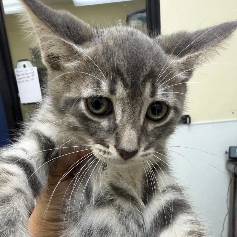 A baby small-sized male Gray / Blue / Silver Domestic Short Hair cat named Steve Perry for adoption in Galveston, TX