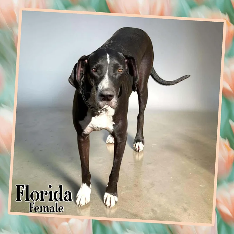 An adult extra large-sized female Great Dane dog named Florida for adoption in Glendale, AZ