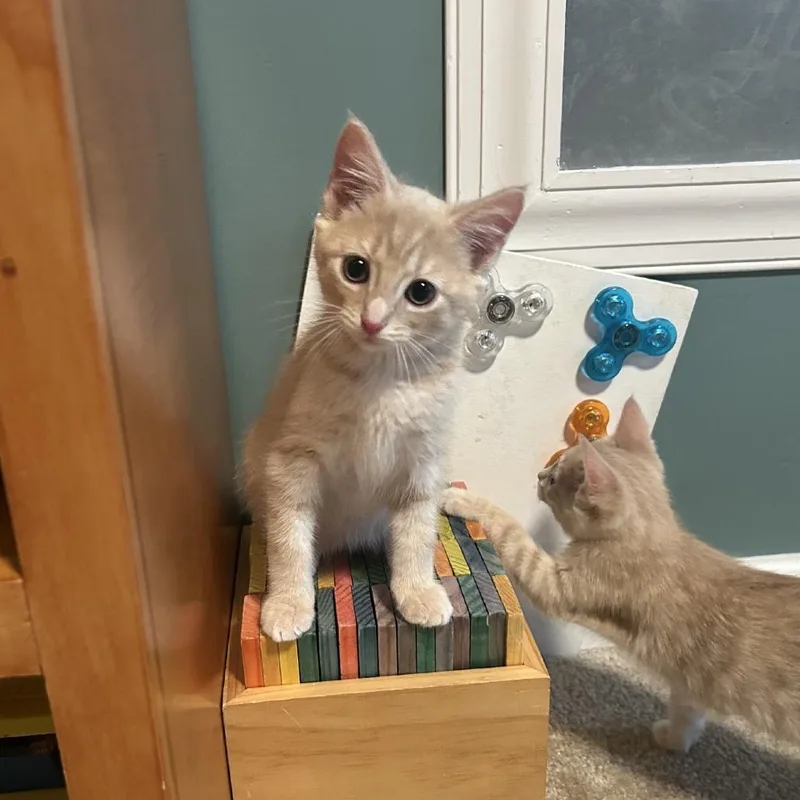 A baby small-sized male Buff / Tan / Fawn Domestic Short Hair cat named Sparky for adoption in Gibsonia, PA