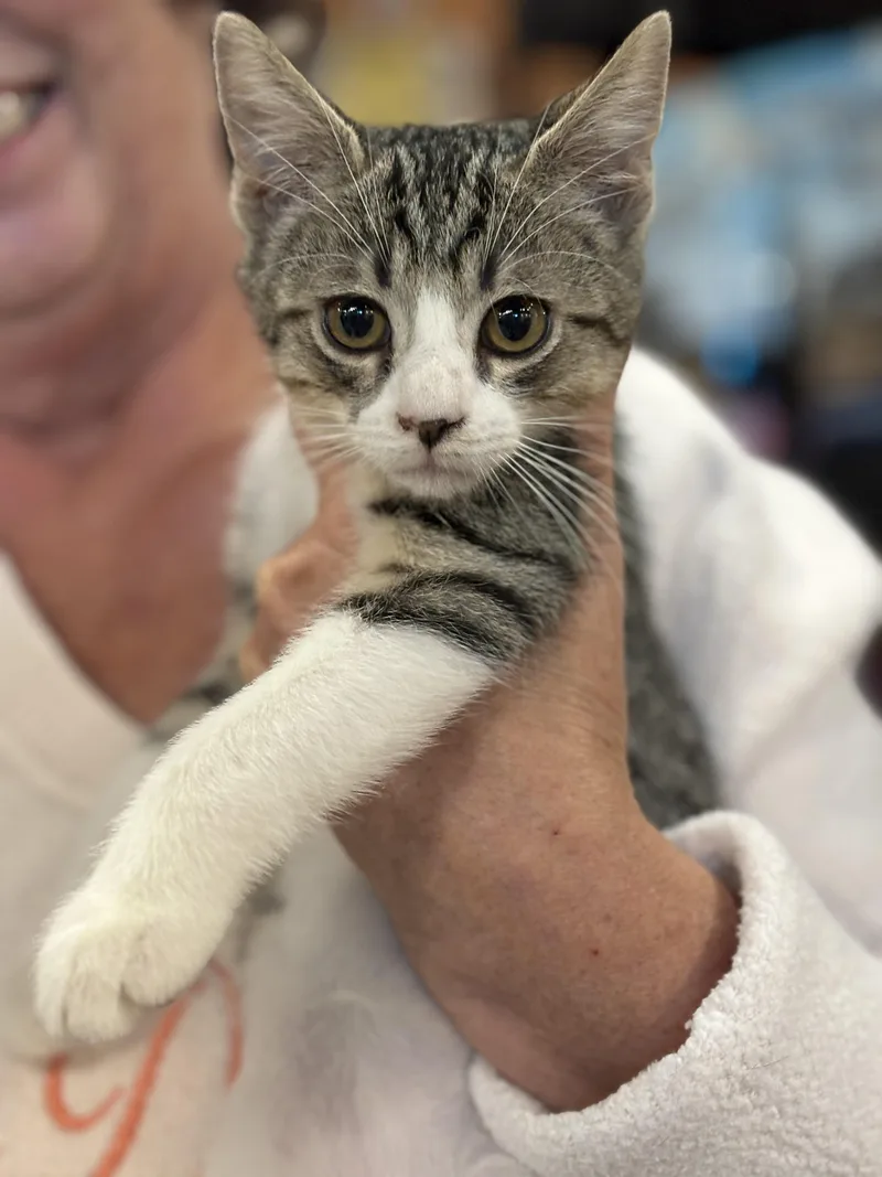 A baby medium-sized male Tabby (Gray / Blue / Silver) Domestic Short Hair cat named Jackson for adoption in Johnson City, TN