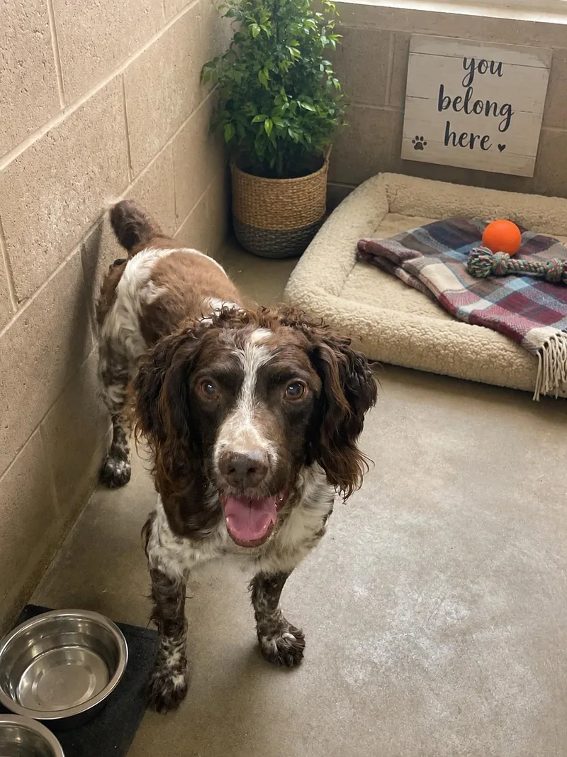 An adult medium-sized male Red / Chestnut / Orange Welsh Springer Spaniel dog named Sampson for adoption in Lacon, IL