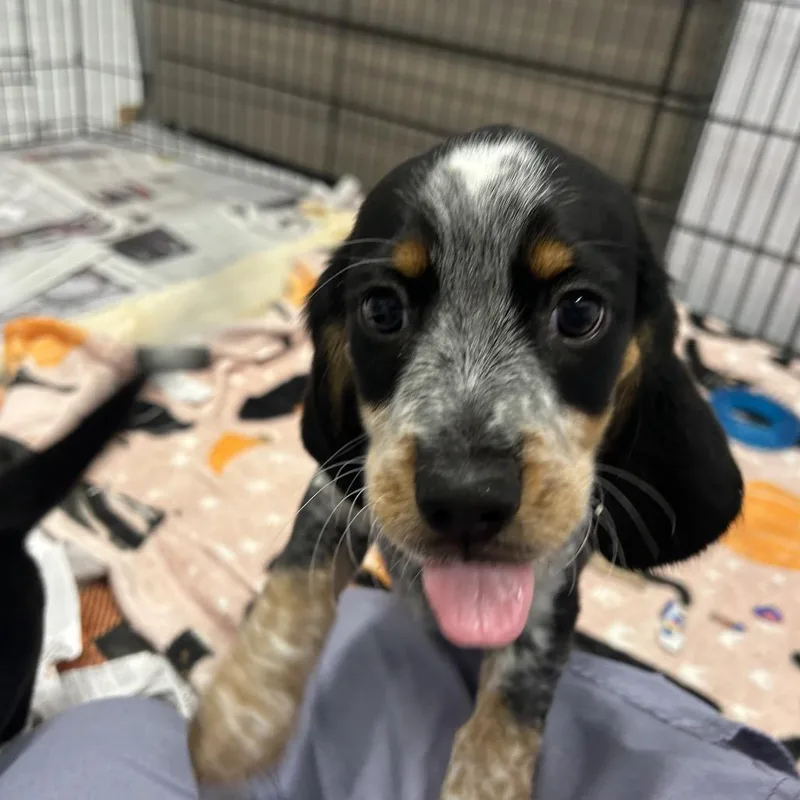 Biscuits thumbnail 2